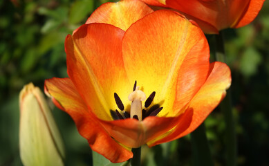 The Tulip flower is very delicate and beautiful