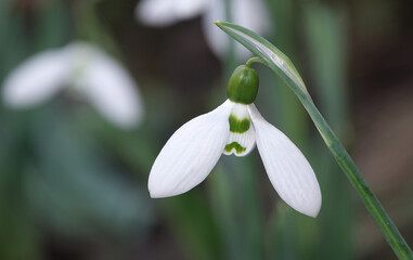 Snowdrop - plant flower
