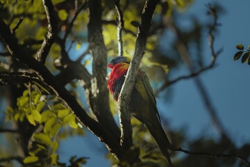 Rainbow lorikeet south australia