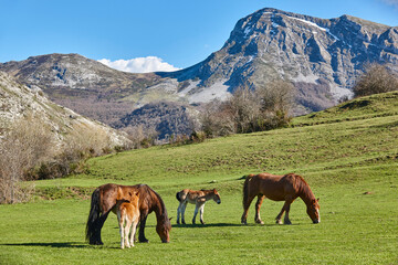Mare horses with her cubs in a green valley. Equine livestock