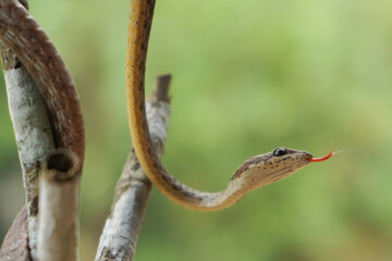 closeup of brown vine snake with red tongue on the branch