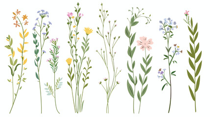 Delicate flowers stems set. Field herbs spring meadow - obrazy, fototapety, plakaty