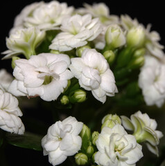 Kalanchoe Blossfeld - flower of the plant