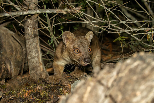 Close-up of a Fossa hiding in the undergrowth, Menabe Antimena, Menabe, Madagascar