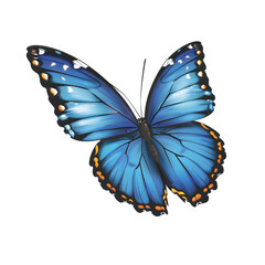 colorful butterfly vector illustration clipart isolated on white background