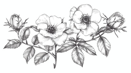 Elegant botanical drawing of beautiful dog roses grow