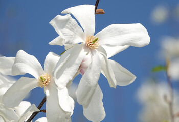 Magnolia starata large white flowers