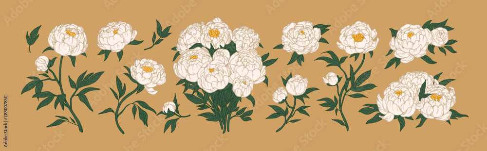 Wall mural Peony flowers, floral bouquet set. Blossomed buds, Japanese plants, beautiful petals and leaves. Gorgeous blooms. Realistic botanical hand-drawn vector illustrations set isolated on white background