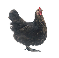 black hen isolated on white, studio shot,chicken.