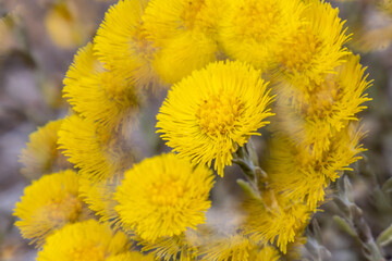 Creative floral background with  Tussilago farfara