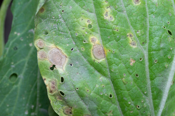 alternaria disease on leaf of vegetable