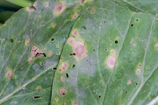 alternaria disease on leaf of vegetable