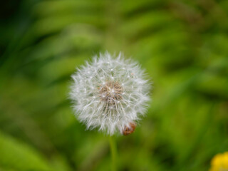 flowers of dandelion in a garden