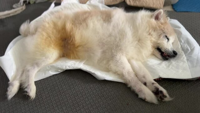 Old dog sleeping on white mat,Breathe heavily before dying