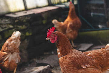 Domestic chicken with brown and white feathers running around the yard in the free range. Organic chickens. Homegrown eggs. Funny expression