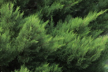 close up of pine tree leaves forming a nature wallpaper or background