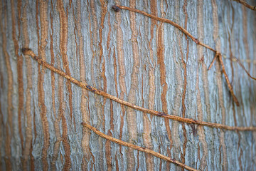 Close up palm bark texture 