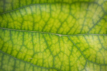 Close up green leaf texture 