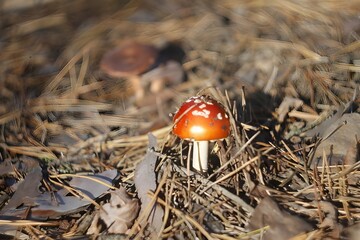 A small fly agaric mushroom peeking coquettishly from under dry pine needles and foliage