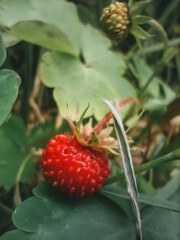 Bright wild strawberry among leaves and grass
