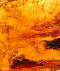 Baltic amber, resin segments, fossil millions of years