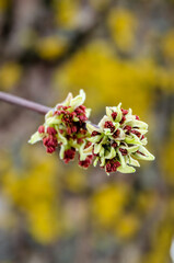 Spring ash (Fraxinus excelsior) blossom