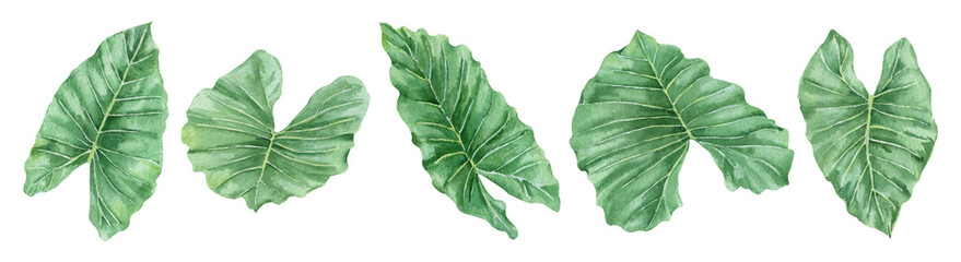 Watercolor tropical leaves set. Realistic exotic plants.  Green leaves of Giant Taro or Elephant Ear (Alocasia macrorrhizos). Botanical hand drawn illustration on transparent.