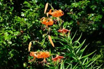 tiger lily in full blooming