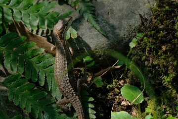 Japanese grass lizard in the park