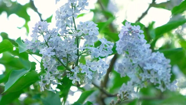 Blooming lilac in spring, close-up, slow motion.