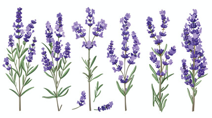 Lavender flowers set Provence floral herbs
