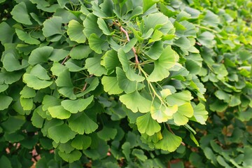 Ginkgo biloba branches and leaves  also known as the maidenhair tree.