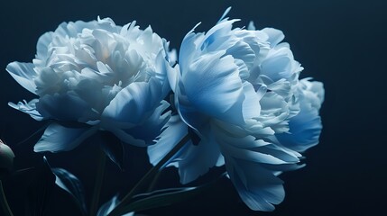 Closeup of High Definition White and Blue Peonies - obrazy, fototapety, plakaty