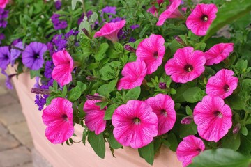 Varieties of petunia and surfinia flowers in the pot