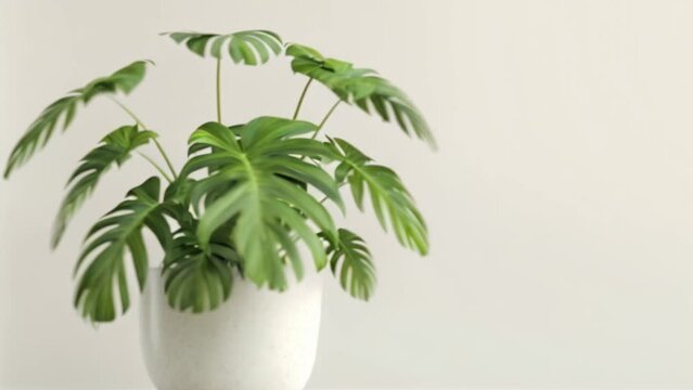 video tropical plant in pot
