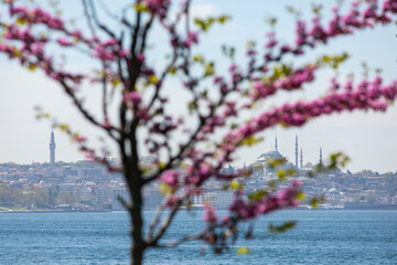 Judas Tree and Suleymaniye Mosque (Suleymaniye Cami) Photo, Fatih Istanbul, Turkiye (Turkey)