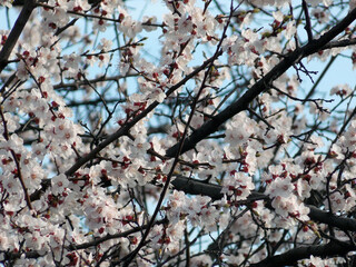 Obraz premium Apricot blossom close-up, summer, many white flowers, fruit tree, Ukraine