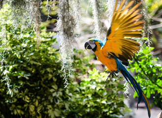 Beautiful yellow and blue macaw flying in the tropical jungle