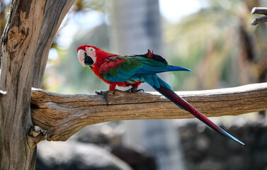 Macaw close-up in the tropical forest
