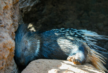 Beautiful porcupine taking a nap in nature