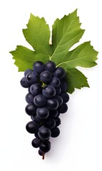 Black grapes with leaf fruit on white background