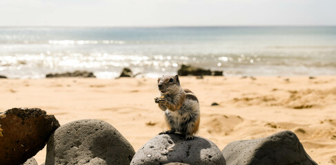 Squirrel close-up on the beaches of Tenerife

