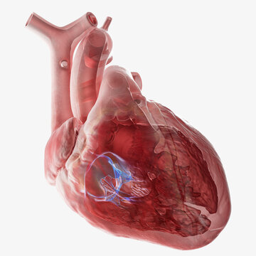 Human heart tricuspid valve, illustration