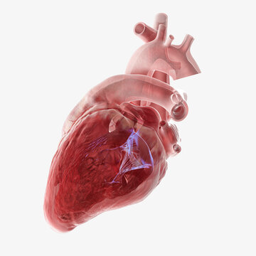 Human heart mitral valve, illustration