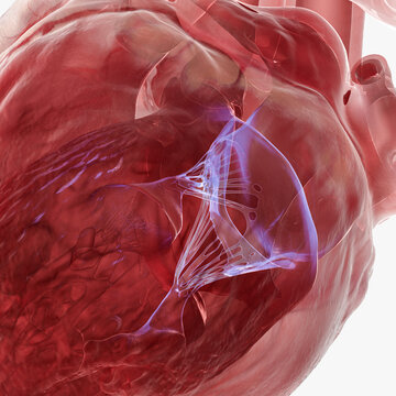 Human heart mitral valve, illustration