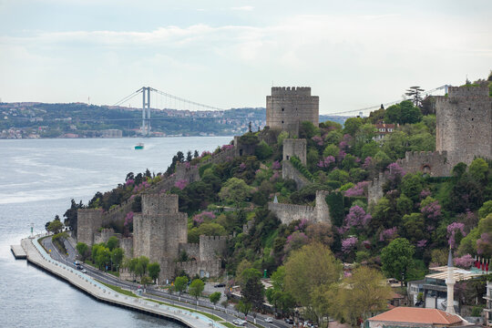 Judas Tree in the Rumeli Fortress (Rumelihisarı) Photo, Rumelihisarı Sariyer, Istanbul Turkiye (Turkey)