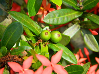 Macro photos of plants consist of leaves, stems and especially flowers. The beautiful flowers are pink and very refreshing to the eyes