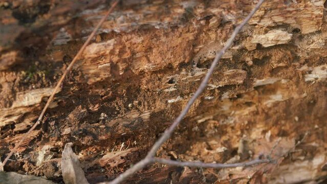 Rotten And Decomposing Tree Trunk Or Wooden Log In A Forest. Nature Landscape Tree Concept.