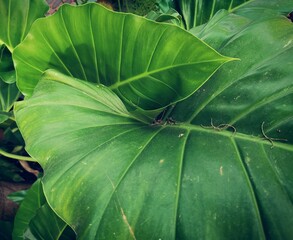 Beautiful of green tropical leaves
