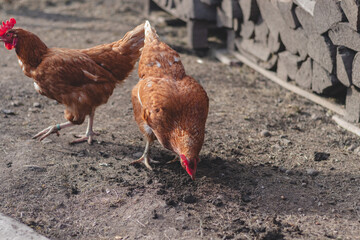Domestic chicken with brown and white feathers running around the yard in the free range. Organic chickens. Homegrown eggs. Funny expression
